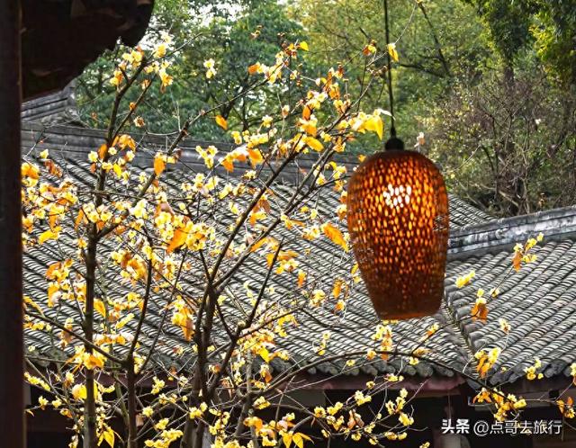 成都市内最大规模腊梅花开了，不要门票，香气四溢，地铁公交直达