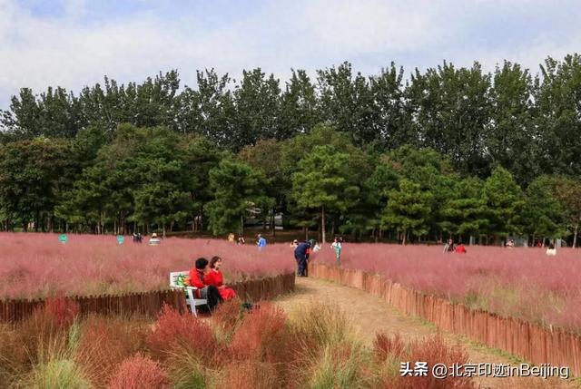 京城周末丨秋日限定浪漫,粉黛花海进入最美时节