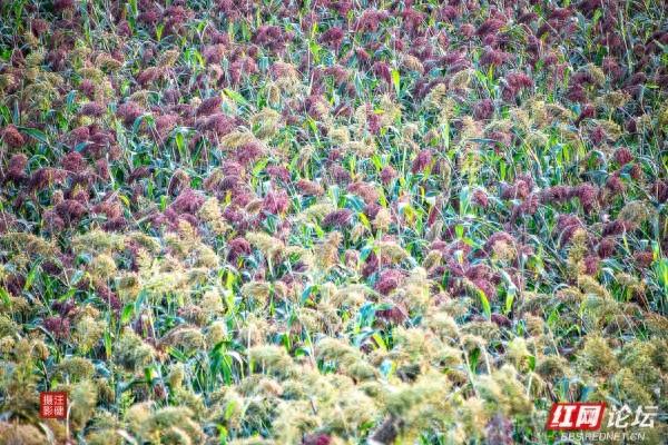 在红穗白苇间，书院洲的秋日仙境已上线