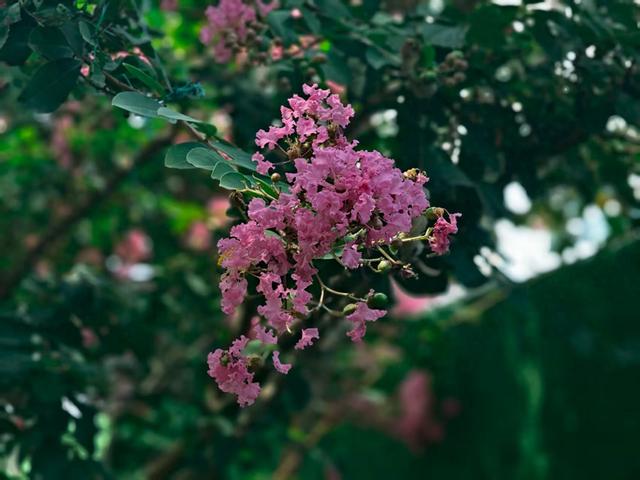 夏花盛放正绚烂