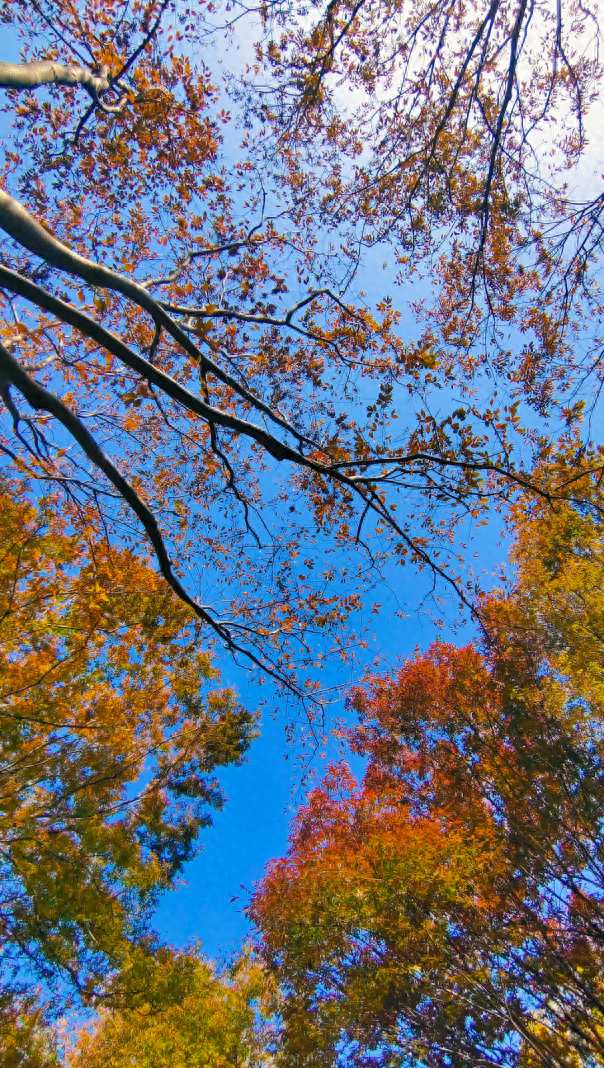 枫叶、梧桐、银杏、乌桕……上海市中心这个免费公园换上了五彩斑斓的秋装→