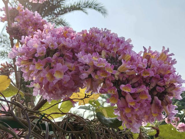 鲜花插在工业区，七坡花卉园周边环境堪忧