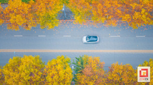 盐都冬日限定浪漫：板仓梧桐大道落叶铺就“金色地毯”