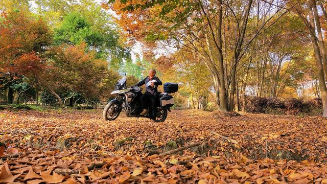 那一片浓艳的静美一一崇州观胜红叶