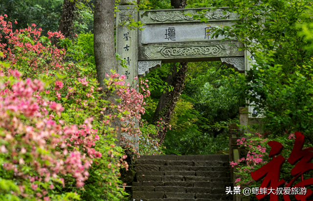 杭州西湖古刹“杜鹃小径”开了，2026春日静谧又好看，快来走走吧