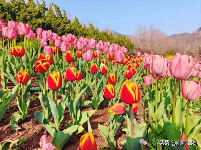 大连发现一片免费郁金香,开得太美了