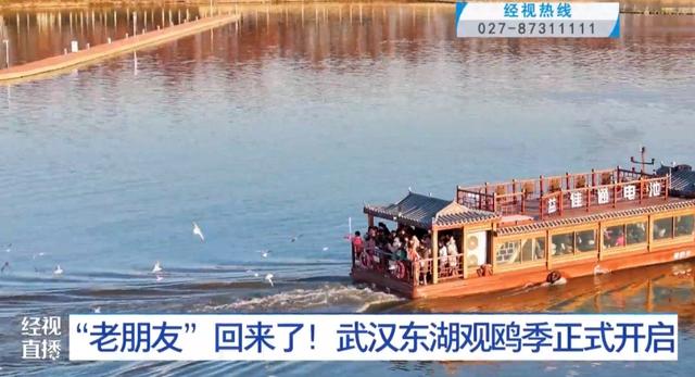 来自西伯利亚的“老朋友”回来了！武汉东湖观鸥季正式开启！