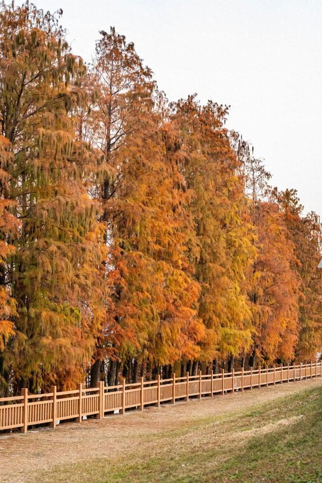 里水落羽杉红了！这些打卡点最出片→