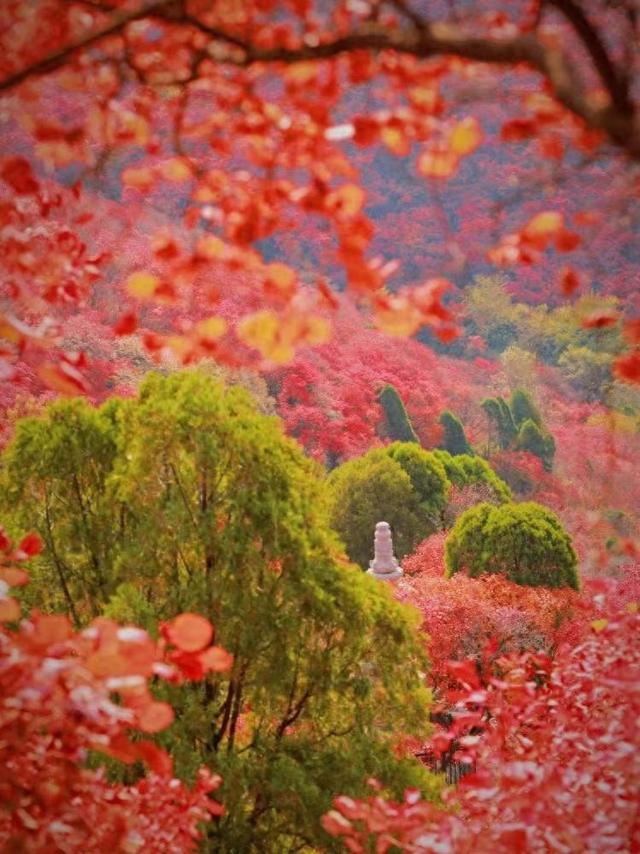 霜降至！中国五大红叶观赏地石门坊迎“全红时刻”，“齐鲁红叶之冠”尽显“当红不让”