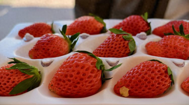 2025首届湟中草莓文化艺术季暨冬春季文旅拉开序幕