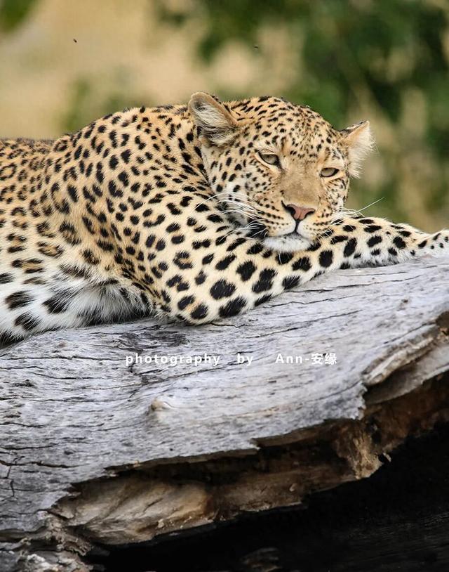 博茨瓦纳：死贵的旅游地，是值得追梦，还是被过度神话的伪天堂？