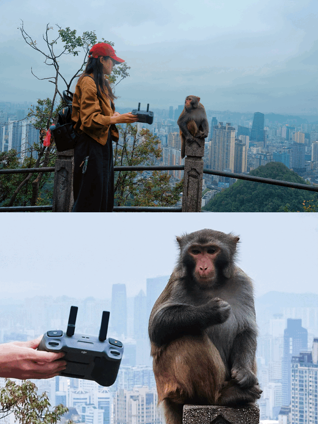 为了一只猴子！我从武汉跑去了贵阳！黔灵山的魅力不止是有猴子