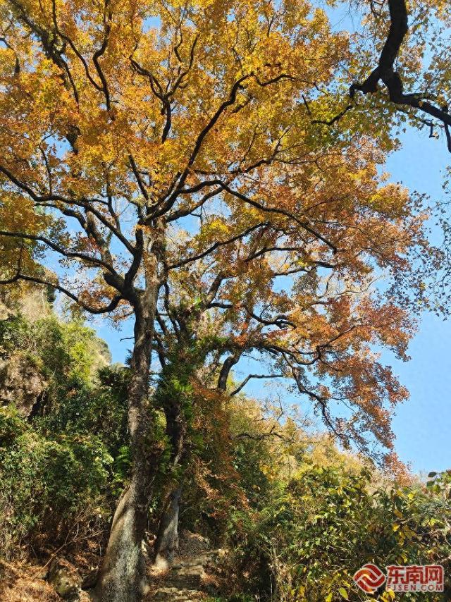 徒步热潮唤醒千年古道宁德山海间走出文旅新路径