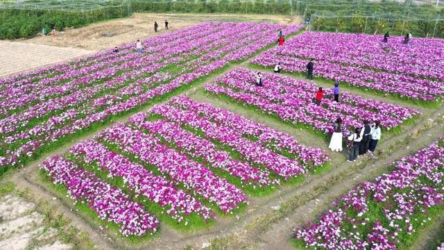 太美了！平南这里有一大片格桑花海