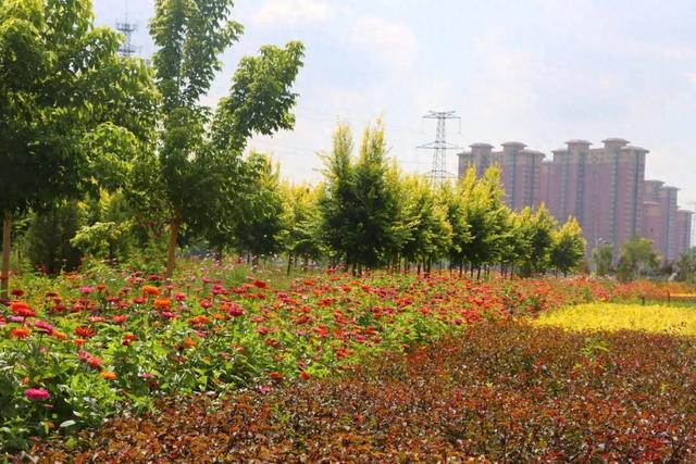 百日菊盛放铜城 邂逅初秋“花”样浪漫