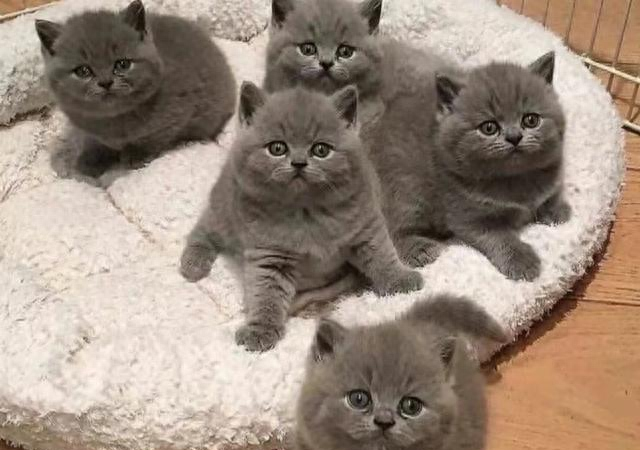 500元左右可以买什么宠物猫（去猫市）