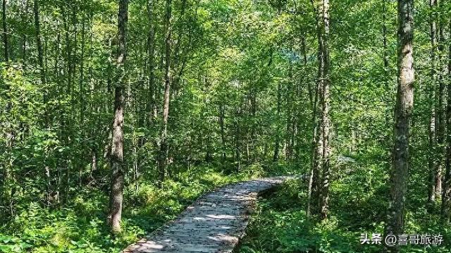 探秘鸡西铁西森林公园：北国的生态净土与梦幻之境