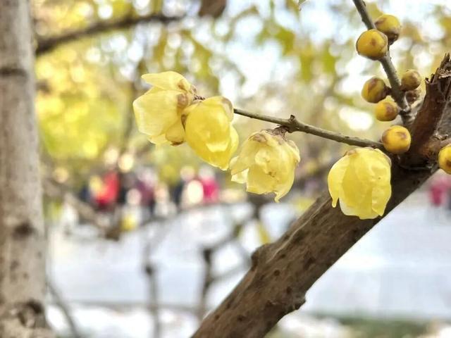 超出片！石家庄多个城市公园蜡梅进入花期，快去打卡