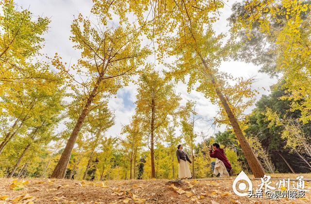泉州东海桃花山 “大雪”银杏黄