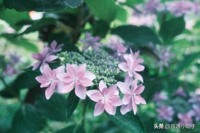 购买不会后悔的2款富士镜头，拍摄清晰又稳定！