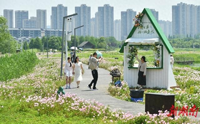 洋湖花海醉游人