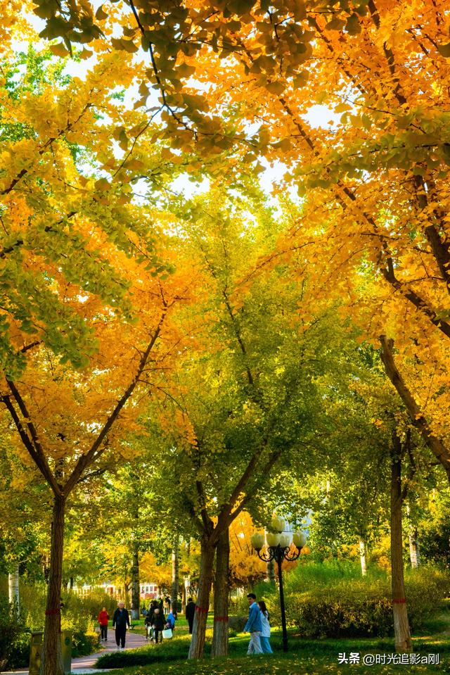 银杏季，一场不用预约的金色盛宴！