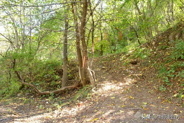 延庆应梦寺（五）：山巅极目收千嶂，林海听风涤尘心