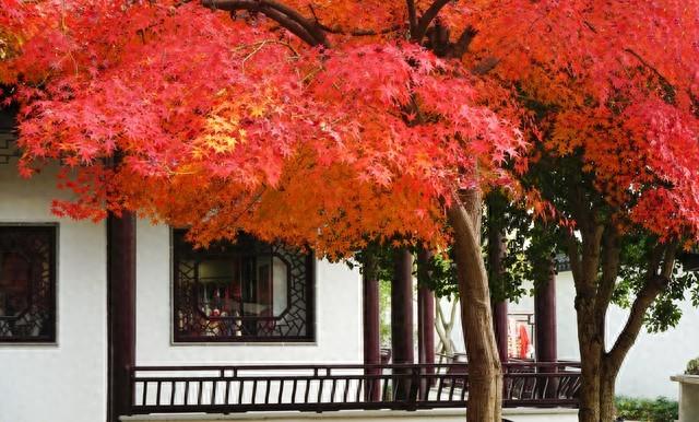赶在降温前，把这十个景点红枫杏叶留下今年足迹，再访只待来年！