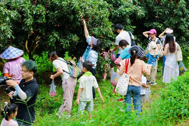 荔枝为媒，文旅共舞：岭南集团全民给“荔”赋能“百千万工程”