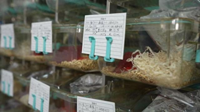 小鼠“出征”太空，在太空做人类不敢想的事