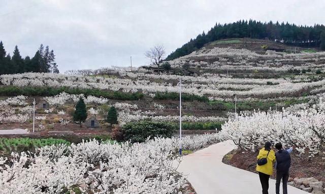 万州人请注意！成片花海已上线，周末约起→