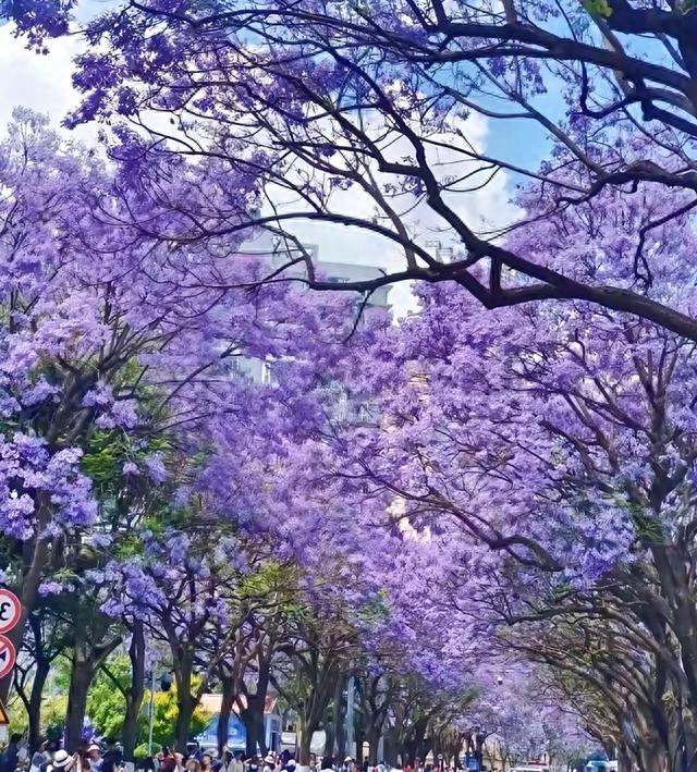 四川美到封神的小城，5万多株蓝花楹开花了，与昆明一样美！