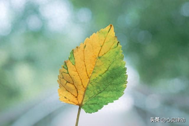 明日立秋，今年立秋不一般，立秋后还要热多久？有“秋老虎”吗？