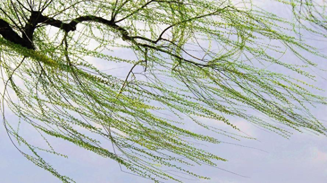 丑新民：故乡的石崖（nai）顶