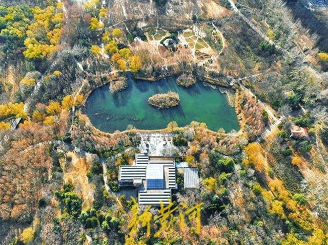 冬日“秋景” 济南森林公园彩叶斑斓宛若巨幅油画