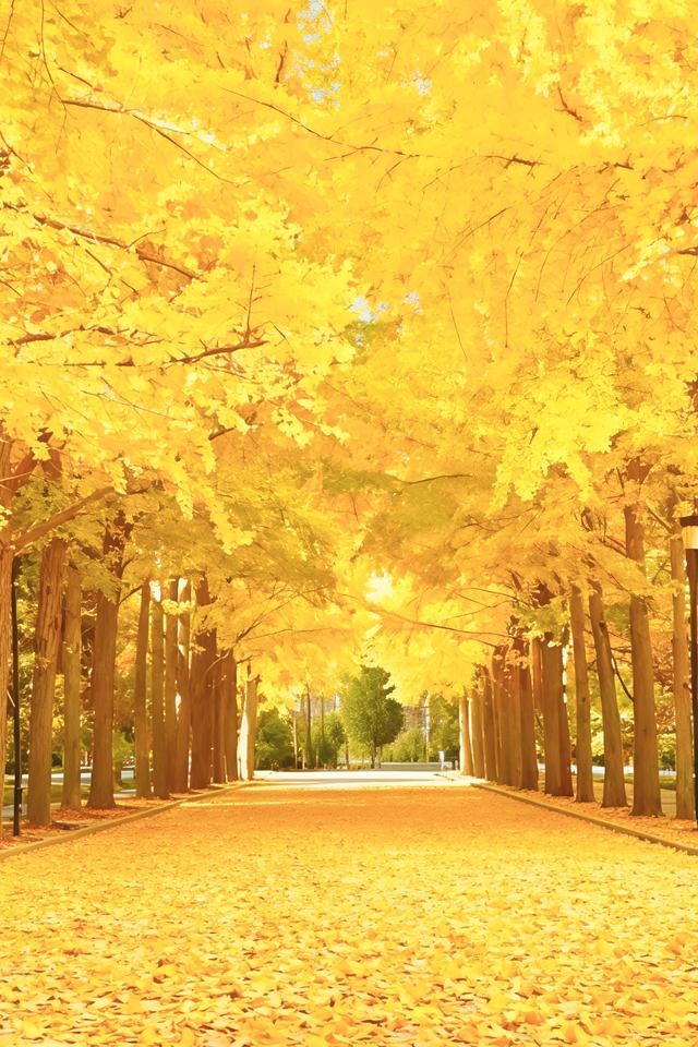 北京的银杏真的杀疯了！超美银杏瀑布，惊呆了整个秋天！