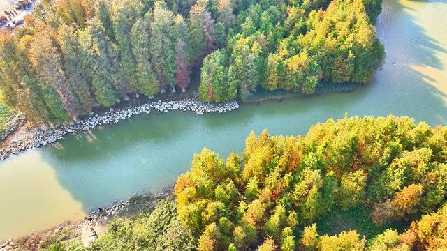 图集 | 顺德伦教乌洲水闸落羽杉与你共享冬日浪漫