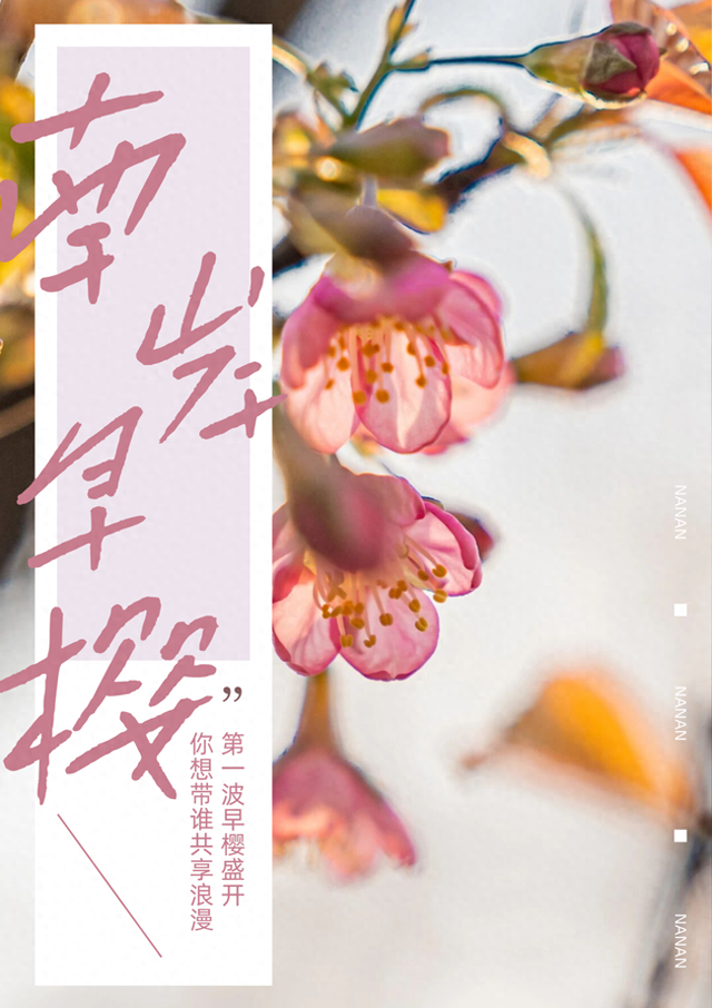 开了！重庆第一波樱花就在南岸区南山植物园！