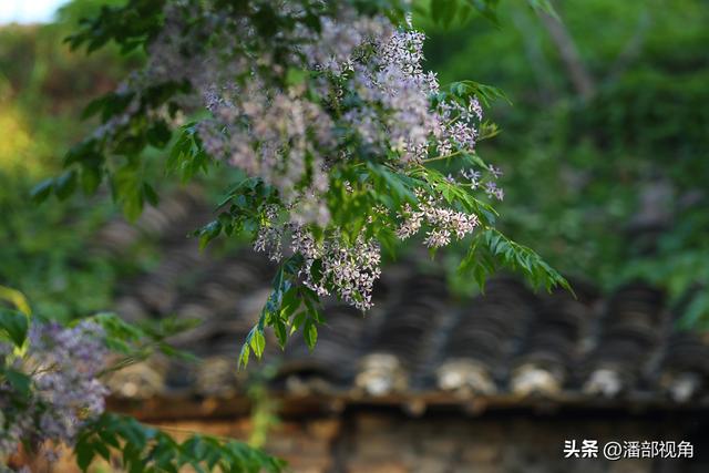 到无锡“楝城"去走走，看紫色，闻花香