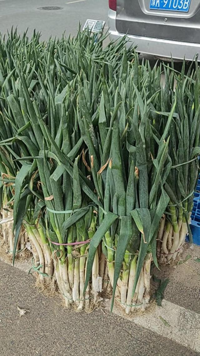 为啥山东盛产“巨人级”物产？看气候、科技与文化联动