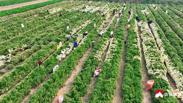 文化中国行丨寒露时节探访山东省泰安市岱岳区范镇：菊花绽放韵味悠长