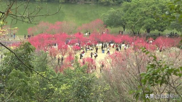 速来！龙潭公园迎来“桃花朵朵开”，花期不到一个月