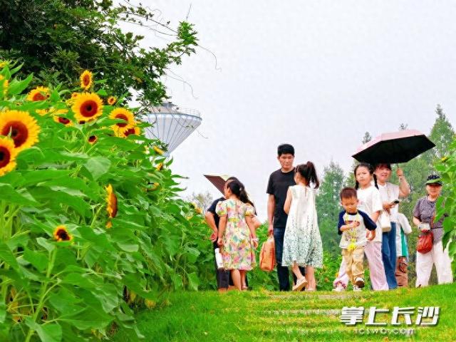 长沙园林生态园：向日葵花海引客来，秋日限定浪漫正当时