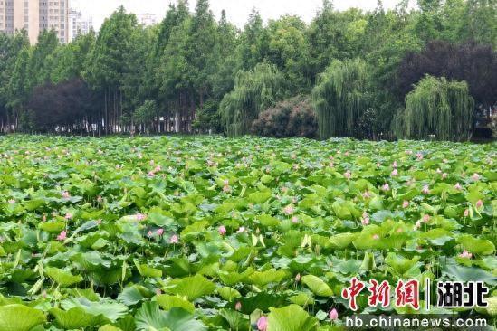 天门夏日美景