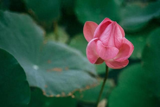 每周运势提前报(12月22日—12月28日