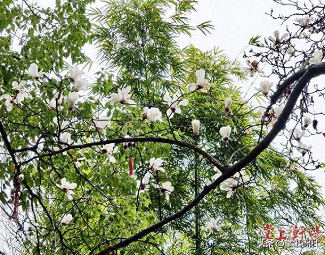 回雁峰景区春色开启“加速度”