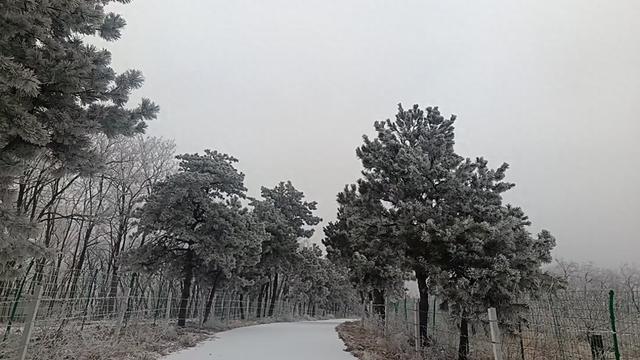 洛宁林海雪后奇观：冰瀑与雾凇的冬日礼赞