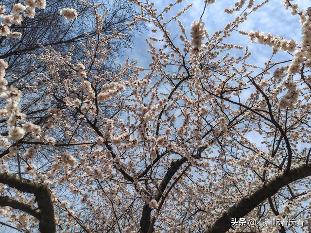 北京公园赏花记