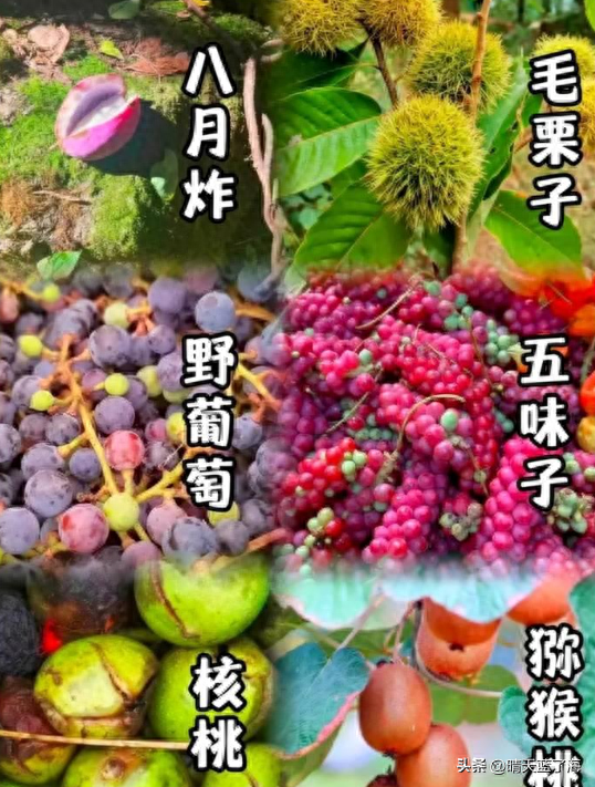 我炸！秦岭团标峪秋日徒步采摘攻略：山野寻味，古寺探幽！