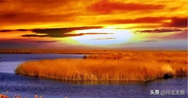 走进张家口，感受秋日红海滩的浪漫与诗意，还有各种鸟儿翩翩起舞